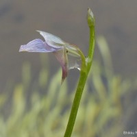 Utricularia uliginosa Vahl